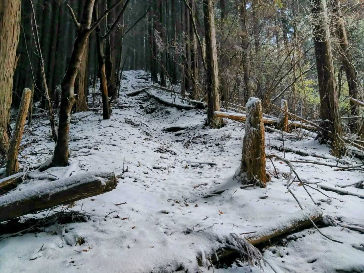 完全に積雪⛄️