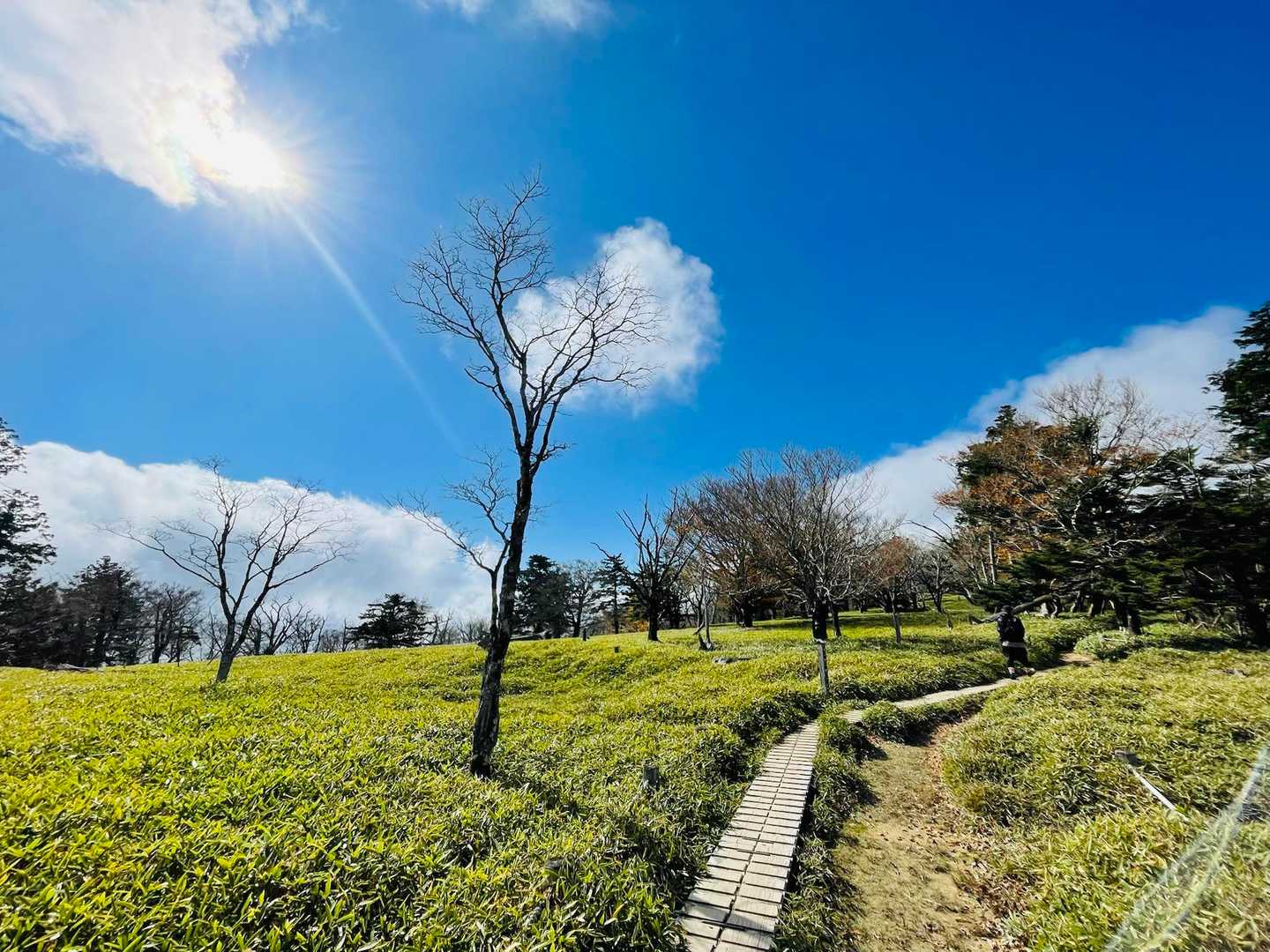 東大台コース | 白き立ち枯れの森が魅せる神秘の世界、初心者も感動する近畿の秘境の写真