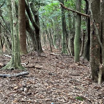 ここからピークがすぐだよ。