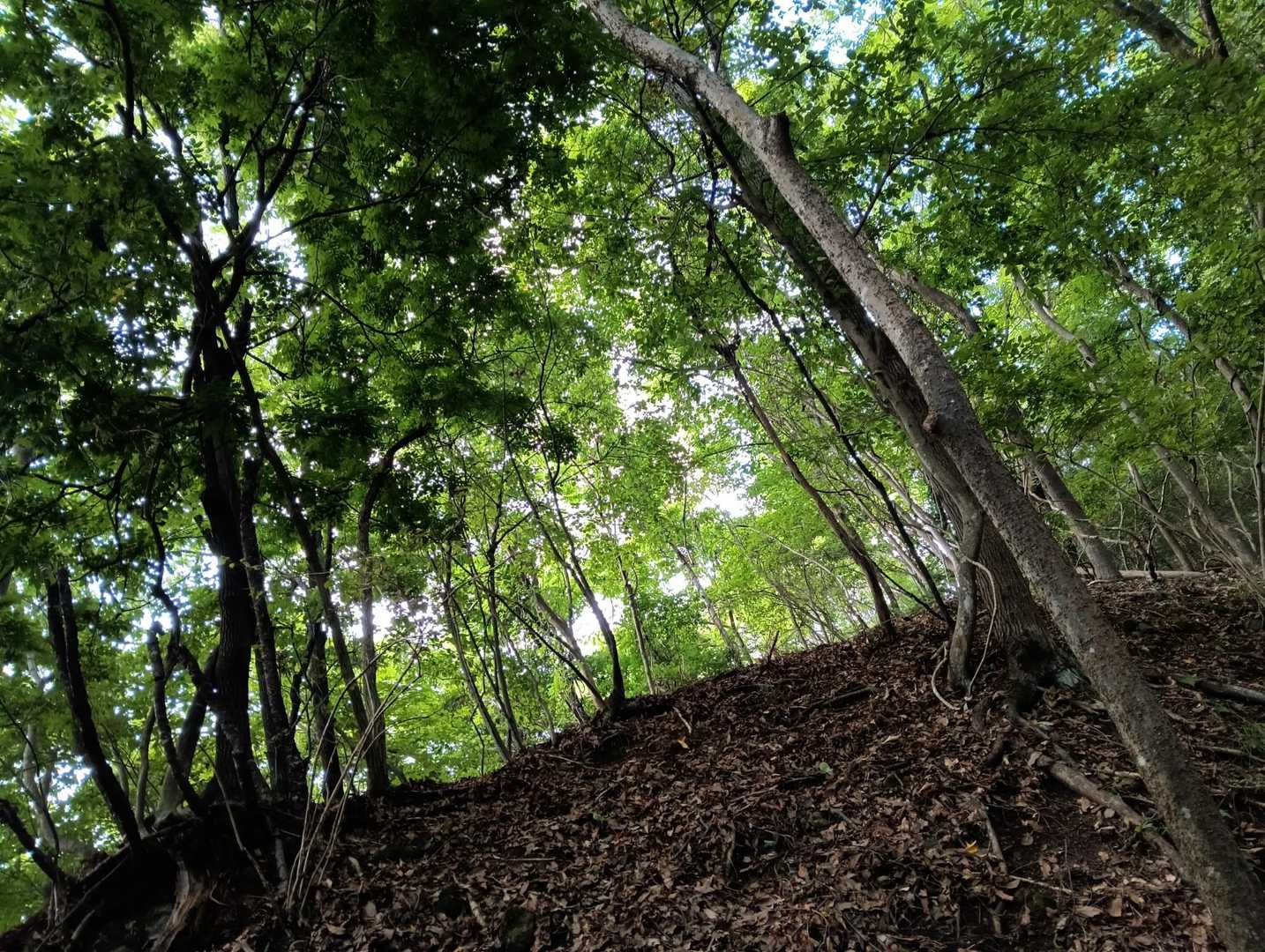 登山口でクマの標識を見て、
ずーっとオドオドしながらです💦
だって誰もいないのよ😅