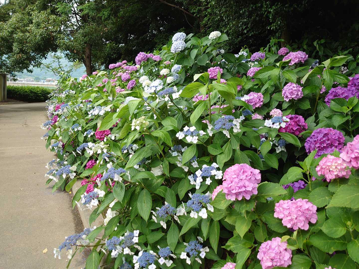 昨日の雨の中で見たほうが、似合っていたでしょうね