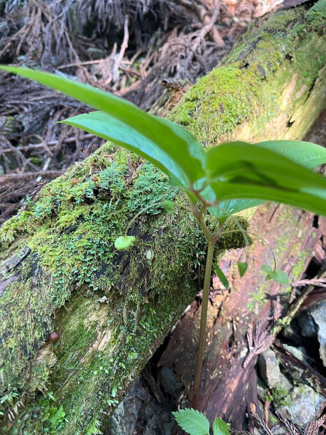 ん？これはタケシマランかな？