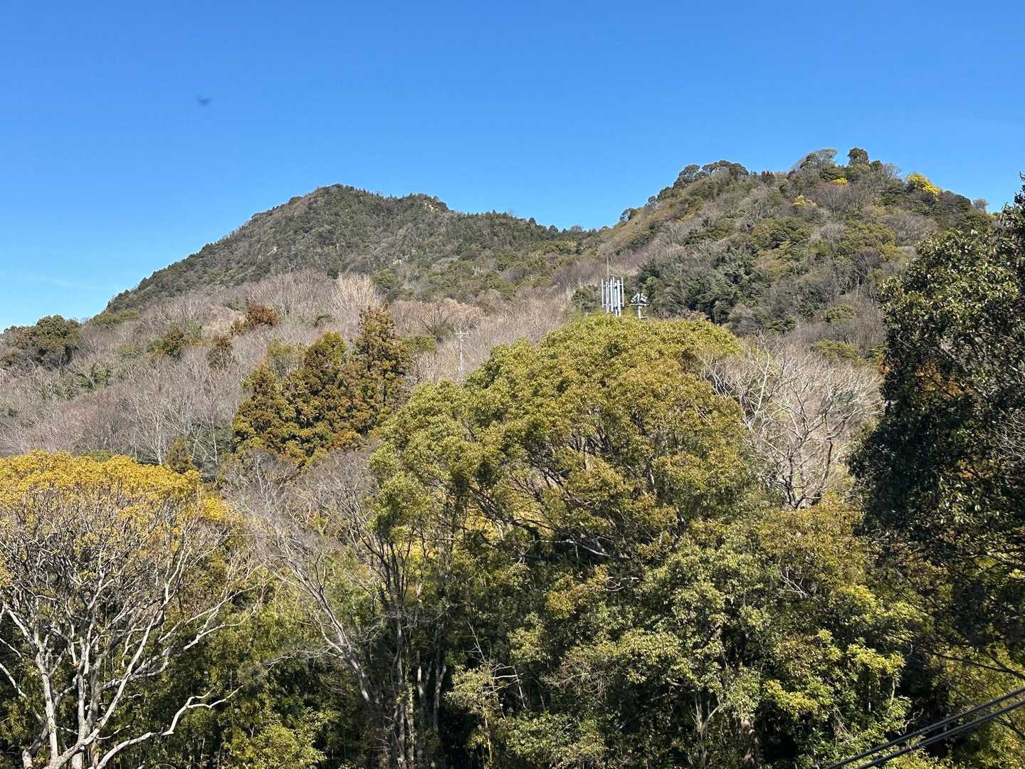 振り返ると、左に安芸小富士山と、右にミモザ