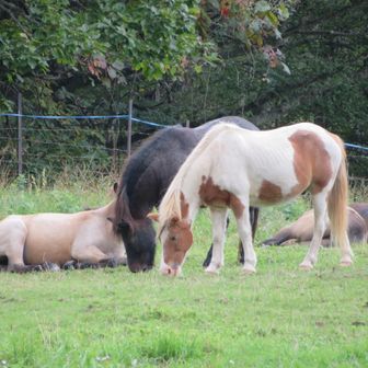 戸隠キャンプ場は牧場も併設されているので、さまざまな動物の姿も🐎