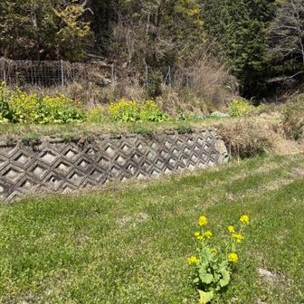 おりてきたら菜の花💛