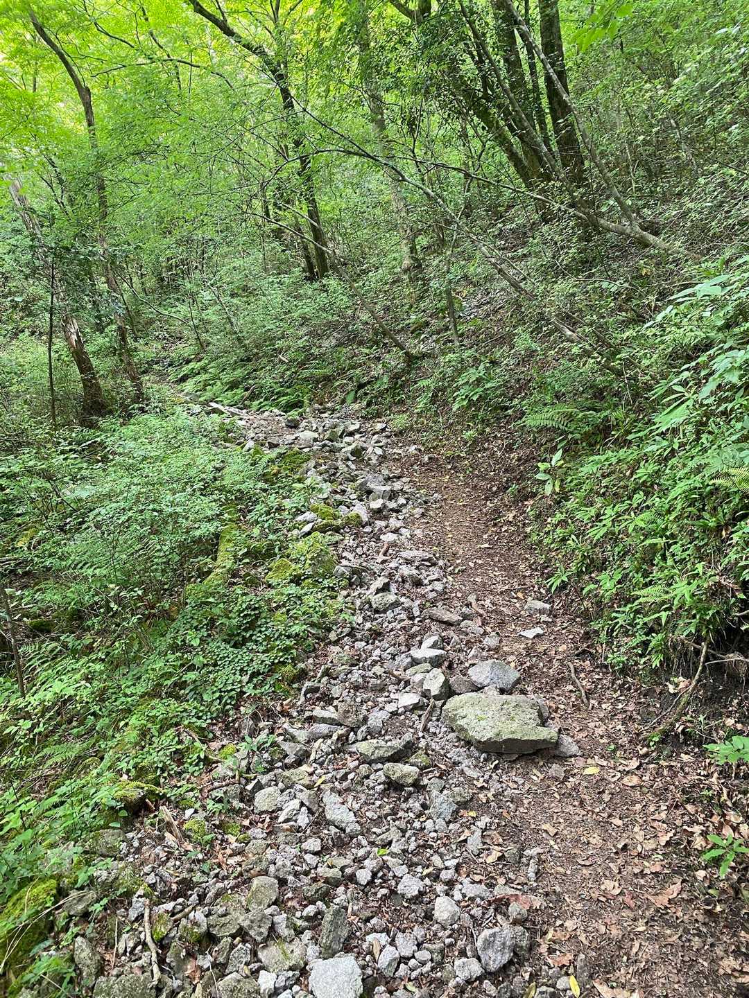 シンプルな登りやすい道だけど
まあまあ急登