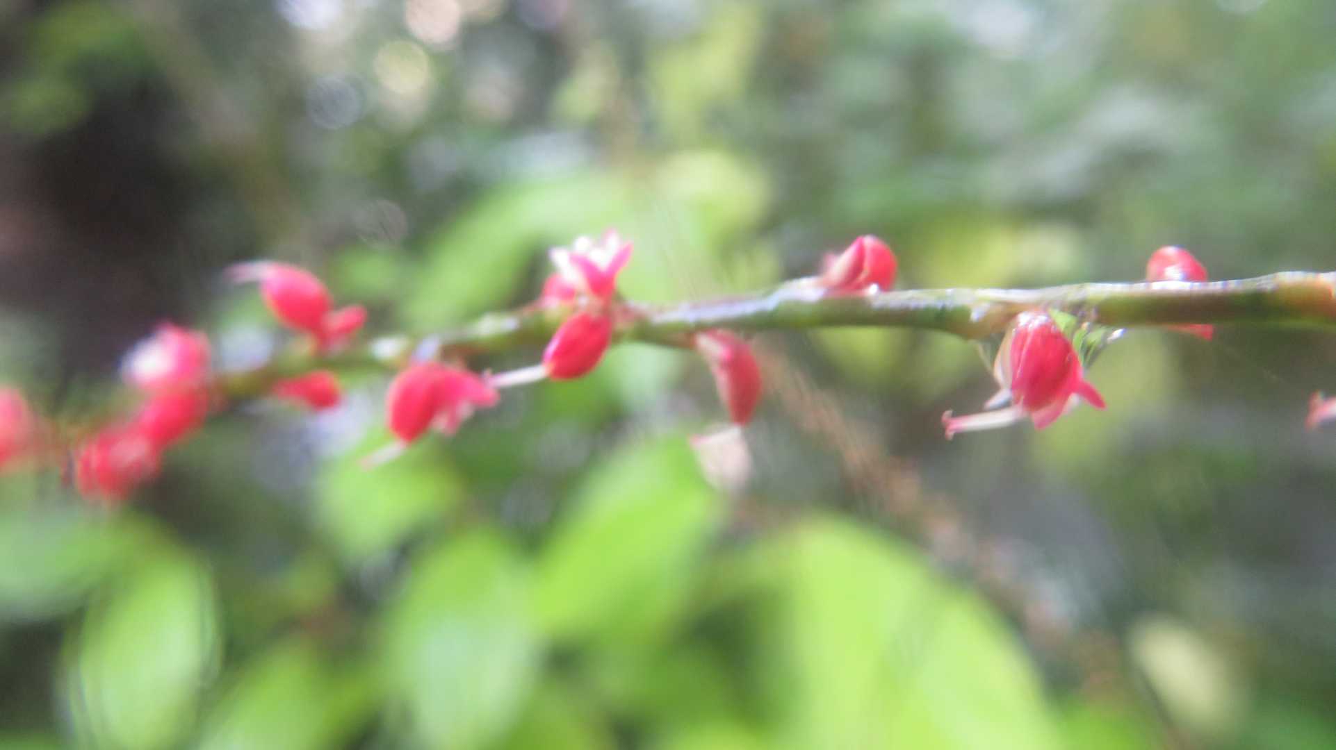 ミズヒキ🌺