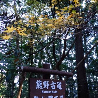 中辺路（発心門王子～熊野本宮大社）を約３時間かけて歩きます