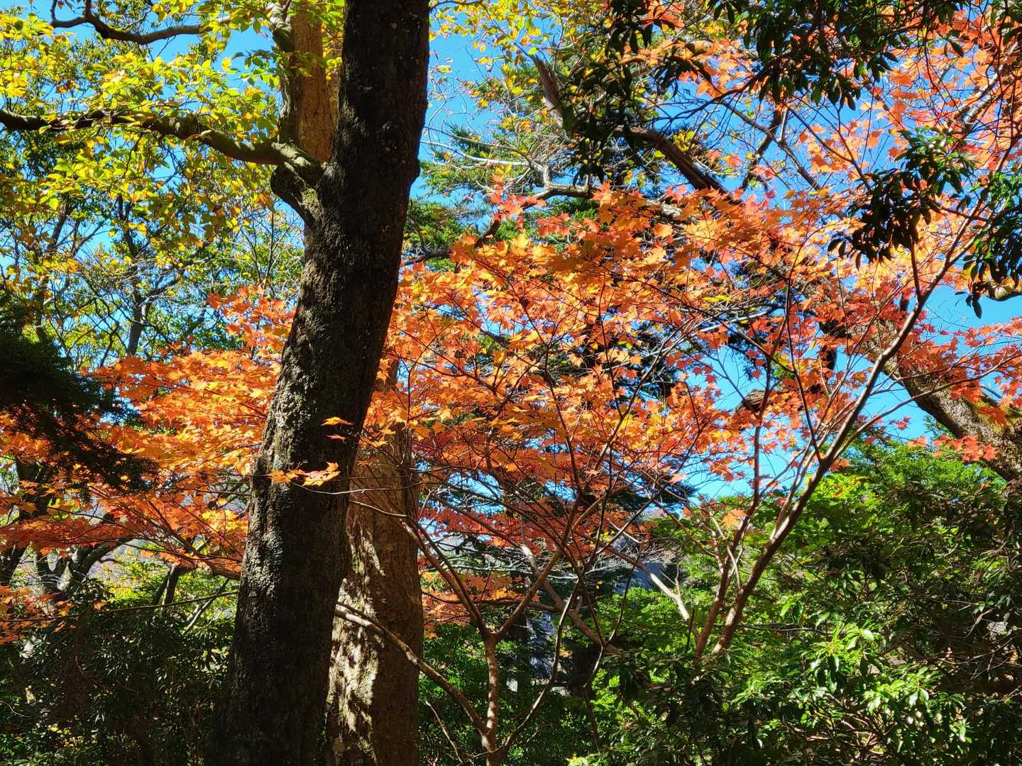 四季見橋登山口-親父山-障子岳 周回コースの写真