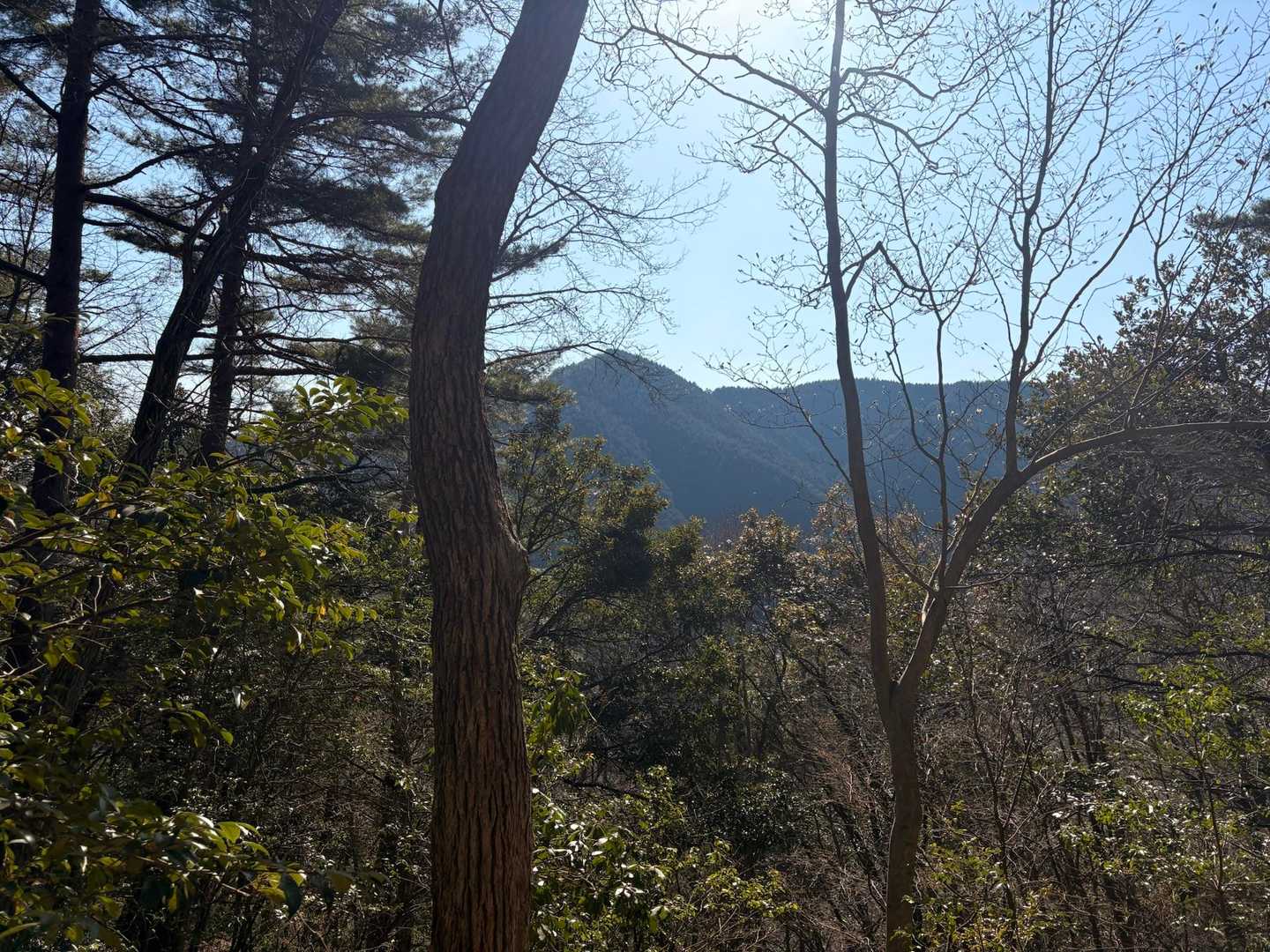 九十九折りの下山路途中、本日登った釜ヶ谷山の山頂とこちらまで続く稜線が見えて良く歩いてきたなぁと感慨に耽る
