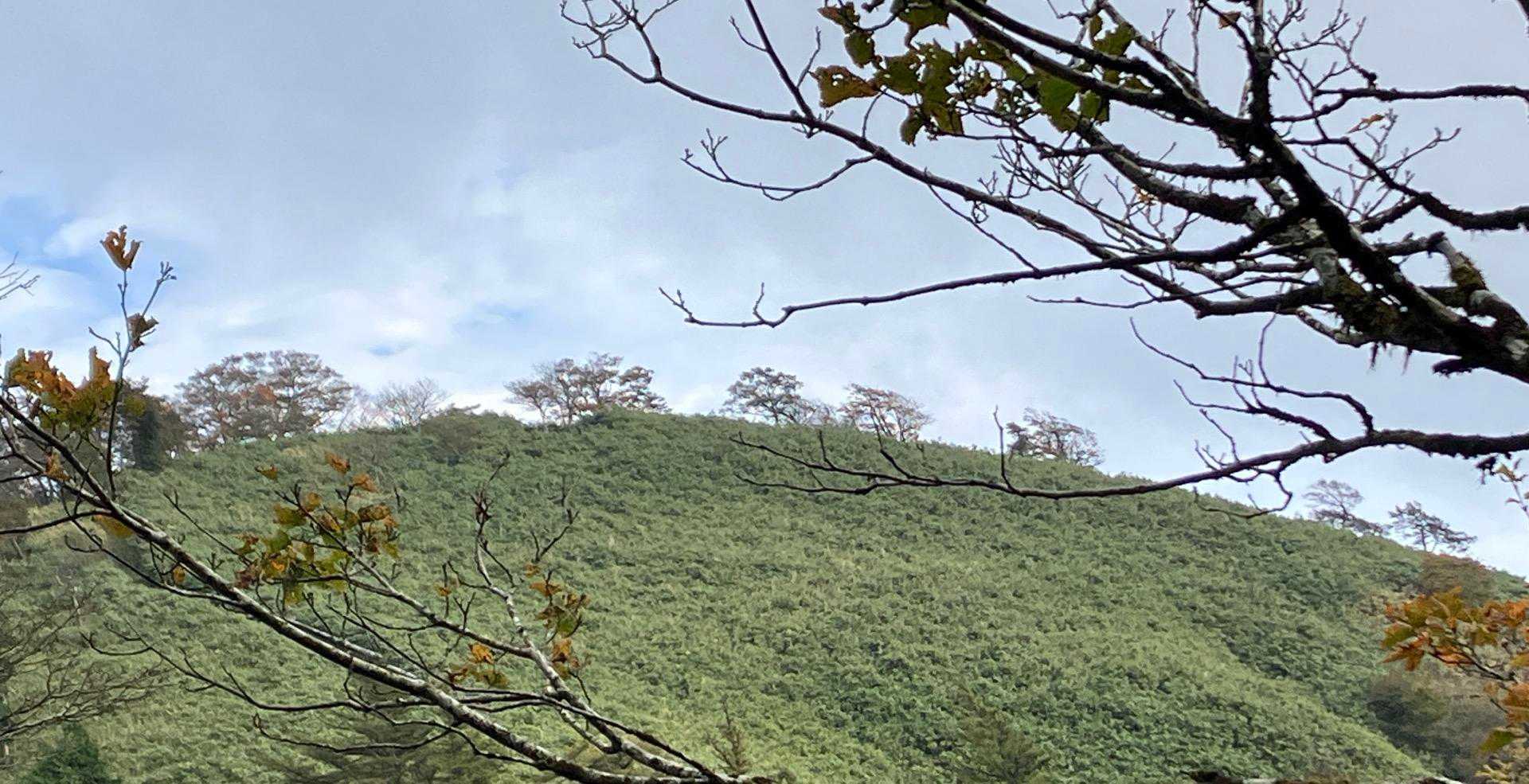 🌳🌳🌳