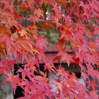 まだ、紅葉が残っていた。さすが、低山
