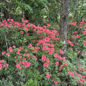 良く咲いてるね〜🌺
