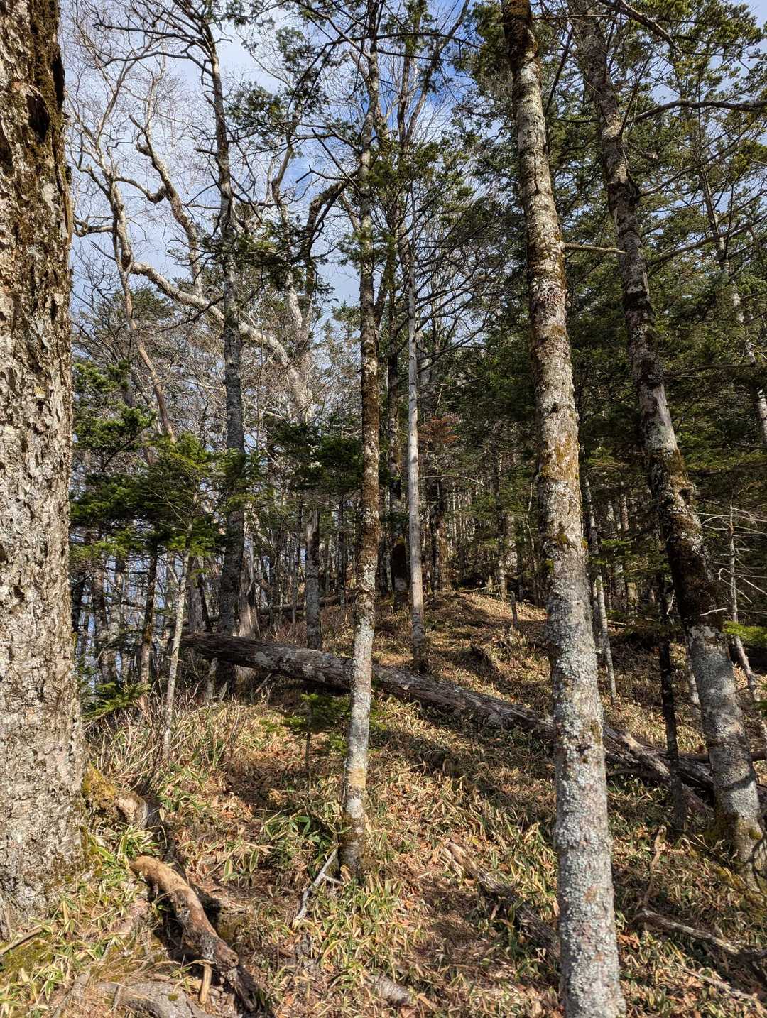 ちょっとした急登も有り　そこを登りきって🚶