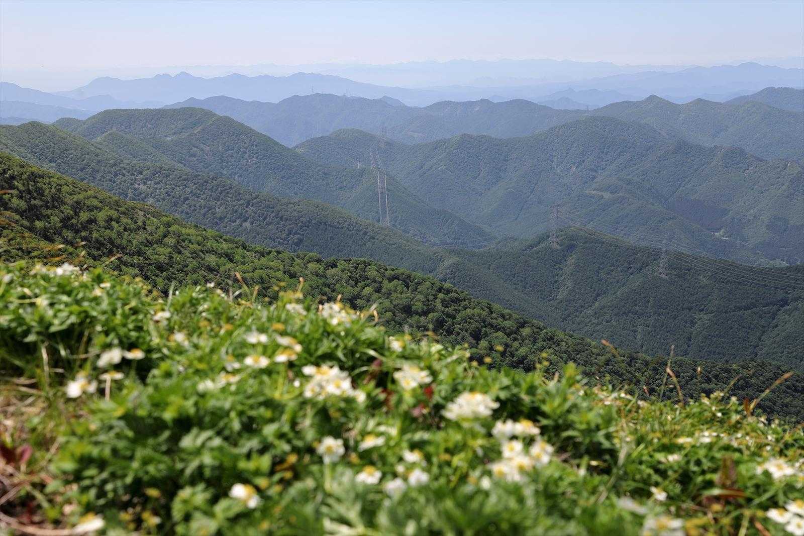 花の斜面の向こうに榛名山、中央奥には富士山。
山頂への上りではこの辺りでしか群生は見られなかった。