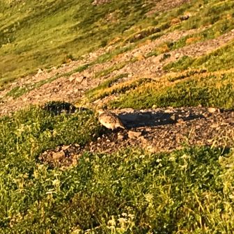 ナガノハラッパ