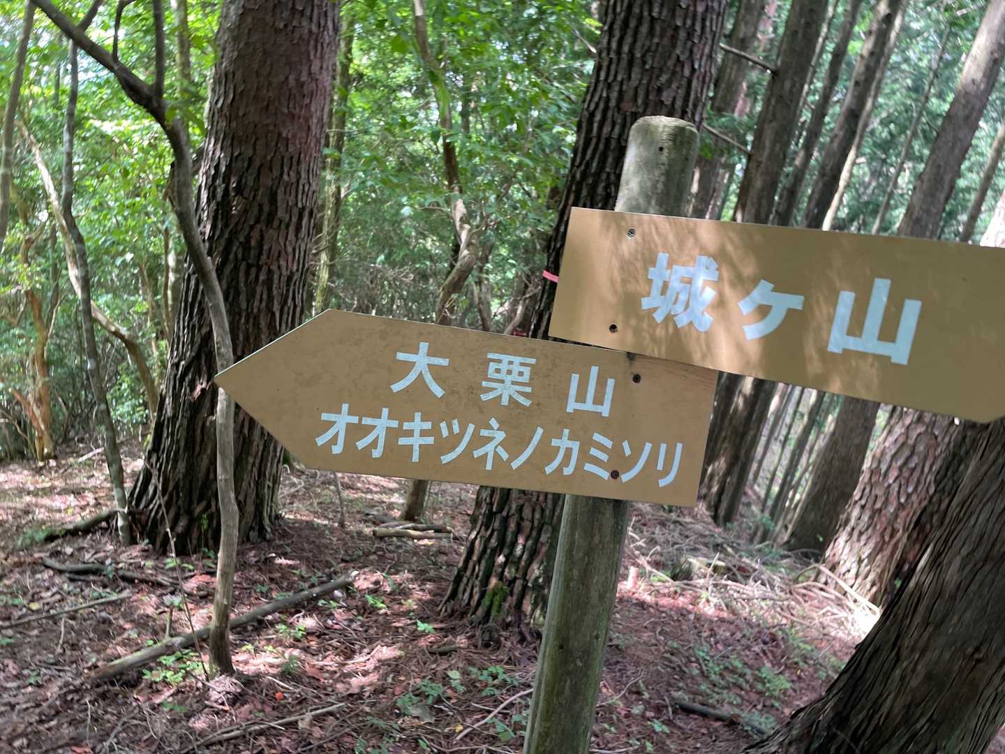このように、案内板が多い😀✨
オオキツネノカミソリが目当ての人が多いから書いてあるよ♥️