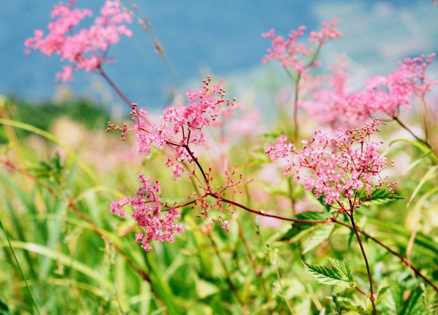 帰りはリフトを使わず、お花見ながら下りてきました。