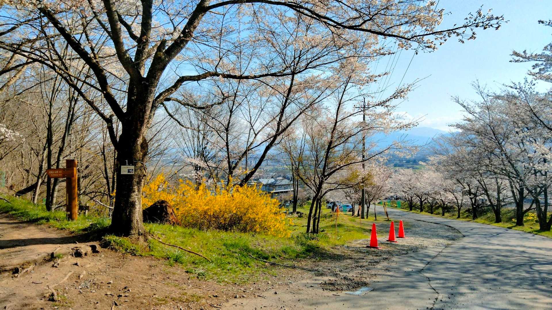 登山口までの桜は見頃