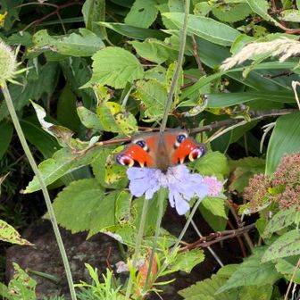 クジャクチョウ

烏帽子岳の山頂には色々な蝶🦋が舞っています✨