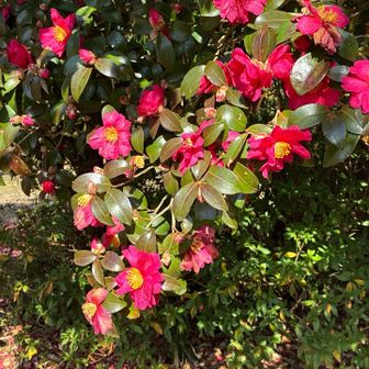 ピークを過ぎていましたが美しかったです