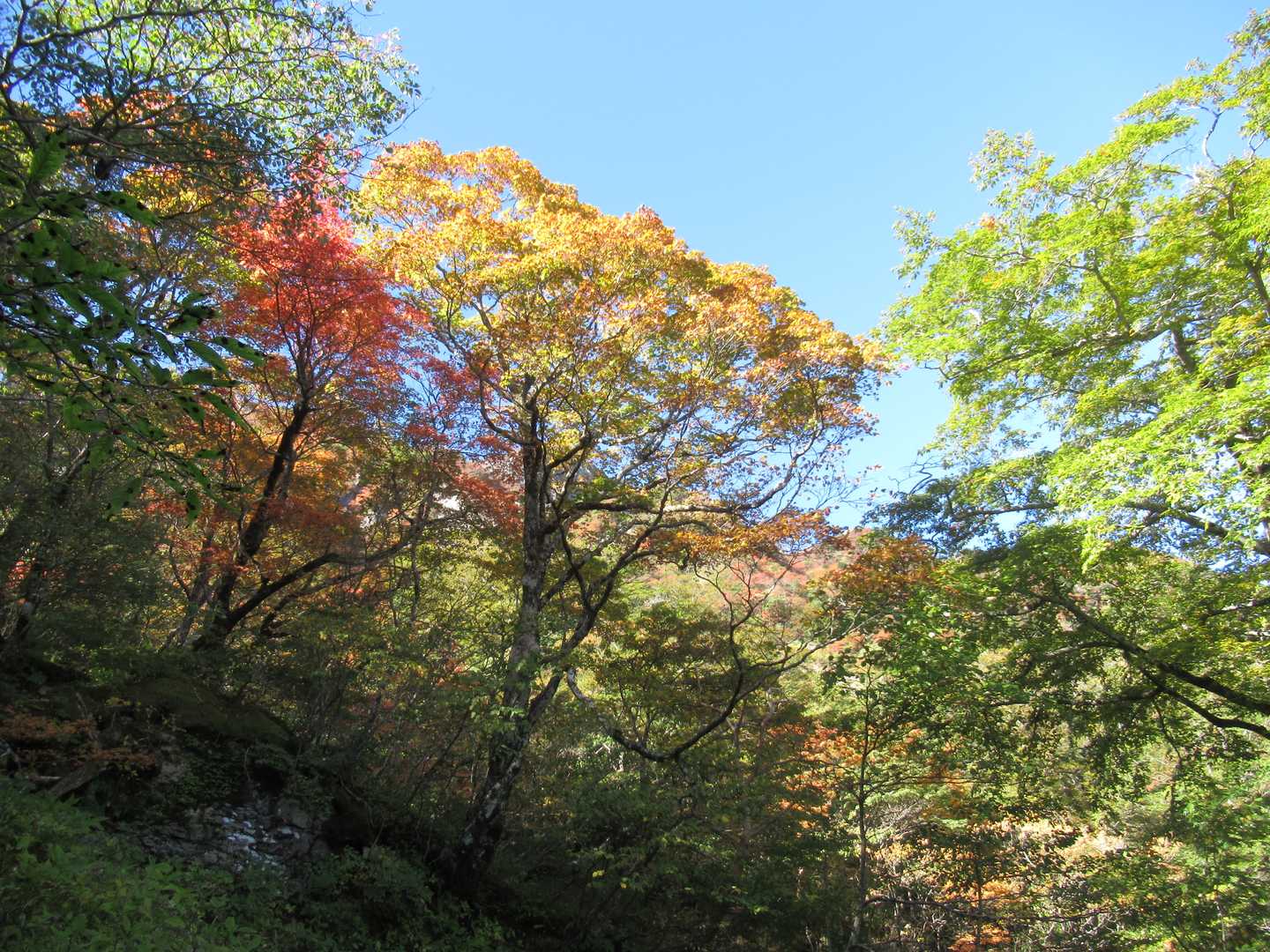 段々と紅葉がでてきました