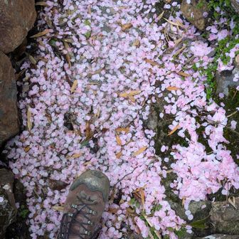 花びらロード💕