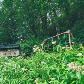 ヨツバヒヨドリに埋もれるブランコ…雨上がりじゃなければ乗るんだけど