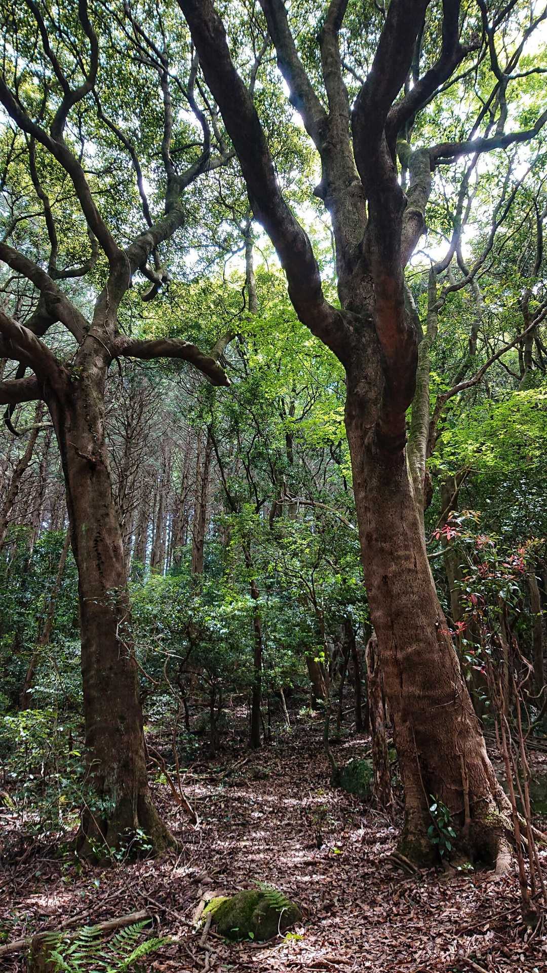 よき木🌳