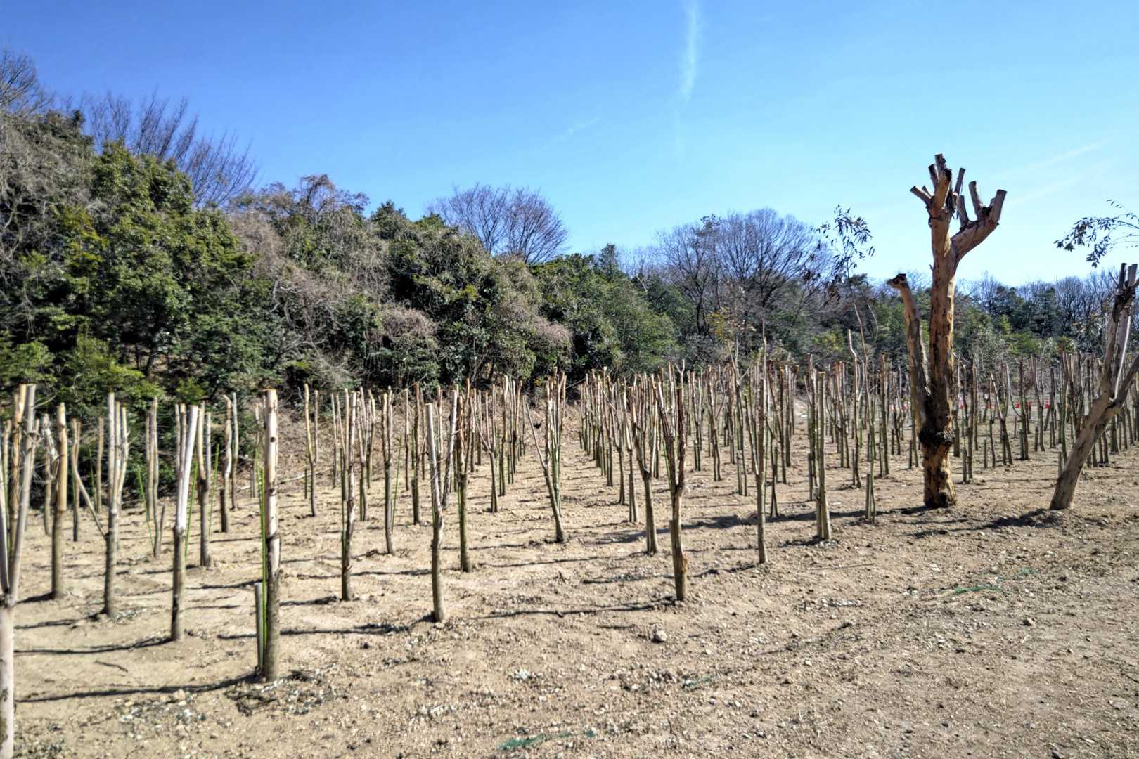 食後に、天白区の「うるおいの森」へ🌳

さて、ここで問題
Ｑ.東山動物園にいるコアラの餌となるユーカリはどこから来てる？🐨

Ａ.ここでしたー。写真はユーカリの木