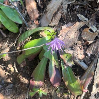 ショウジョウバカマ