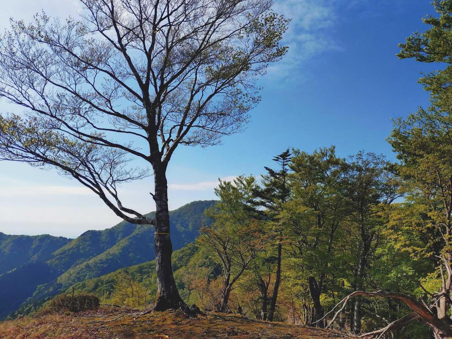 高丸山登山口-三つ尾の峠-高丸山-雲早山 周回コースの写真