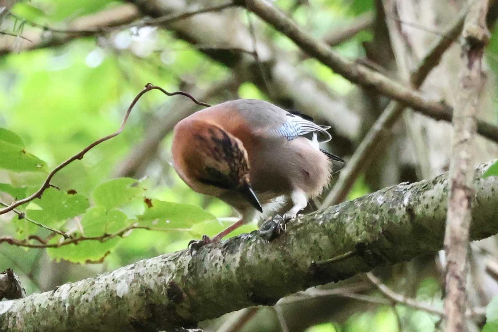 飛んで行ってカタツムリ🐌をくわえて来ました👀
