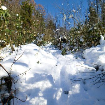 この先のトレースはまだこんな感じです。ゆっくり来て良かった😂
