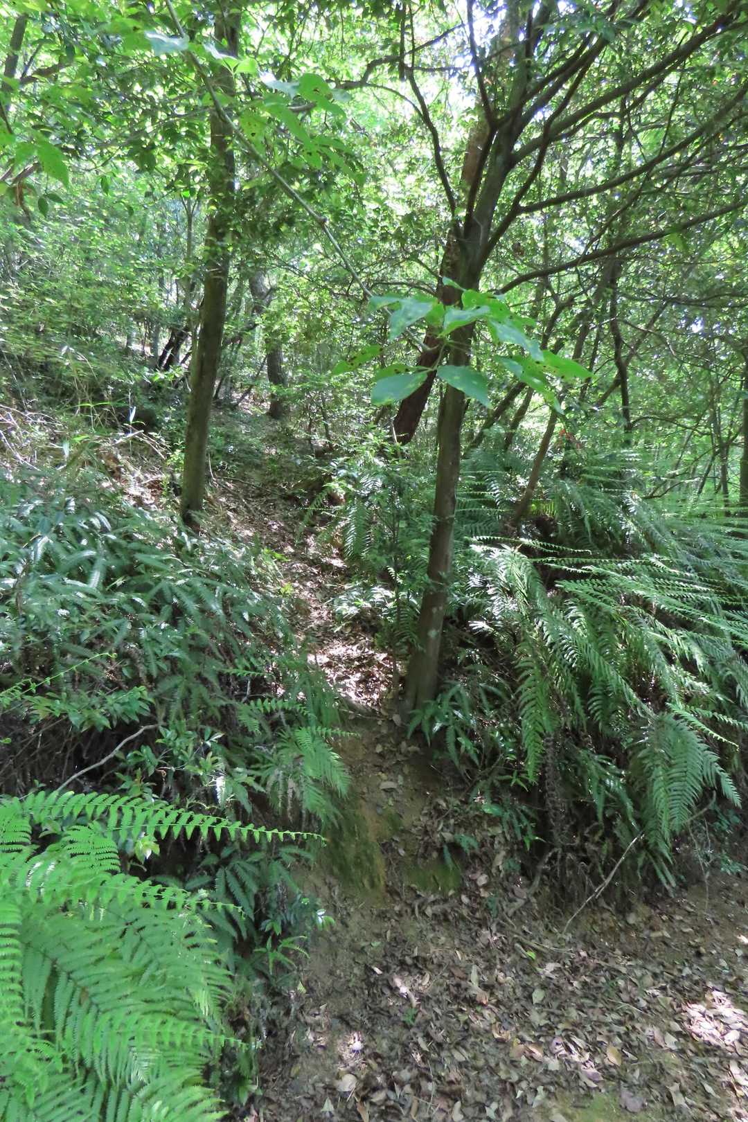 ここから鳥ヶ佐古山へ。ヤマップしてなかった頃、こんな所から上がる道あるとか全く気付かんかったし気にもしてなかった。