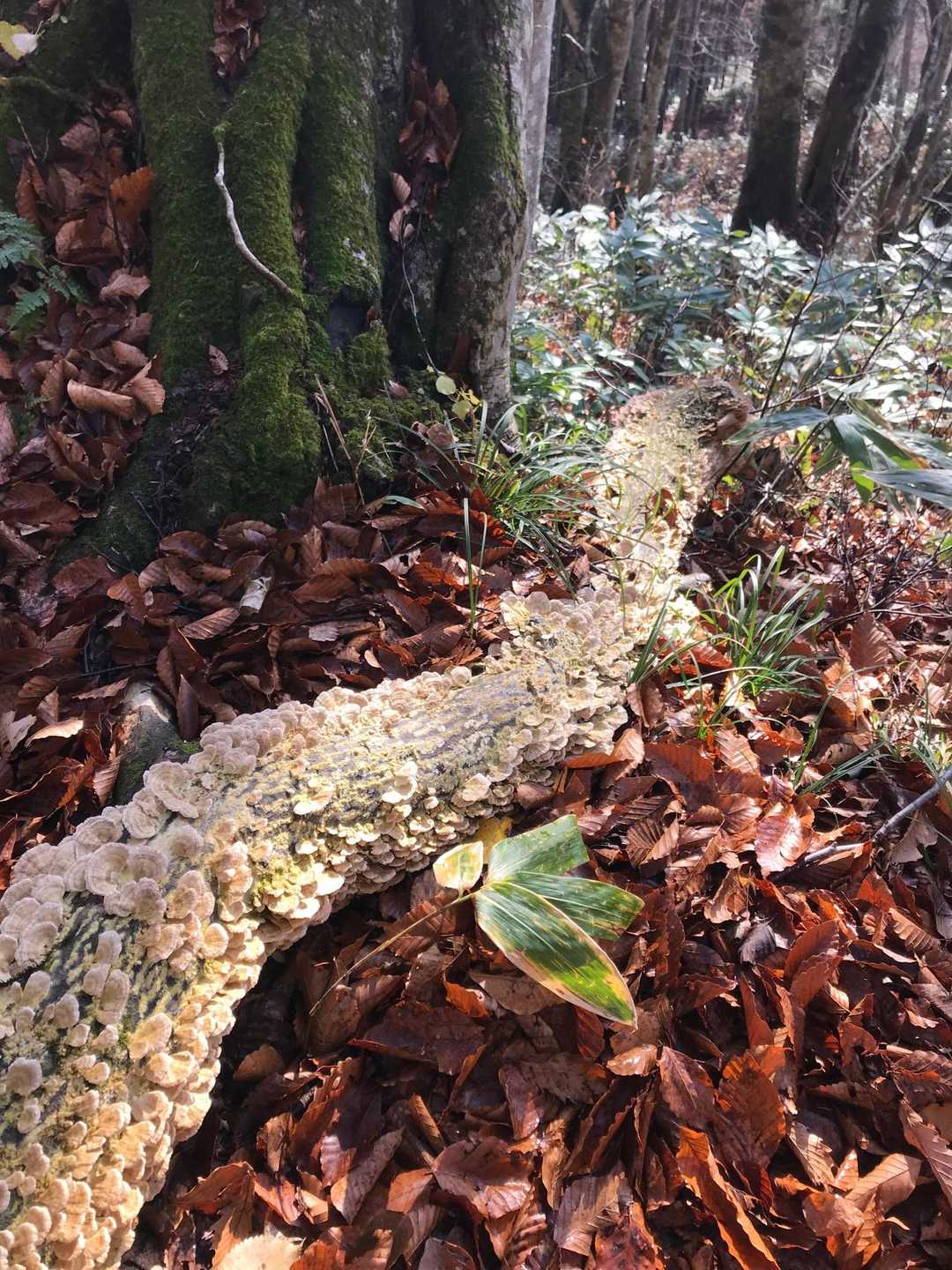 マイン🍄さん
ここ迄、登山道には大量の倒木が
有りました〜
