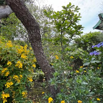 御霊神社の後、長谷寺から近い収玄寺へ