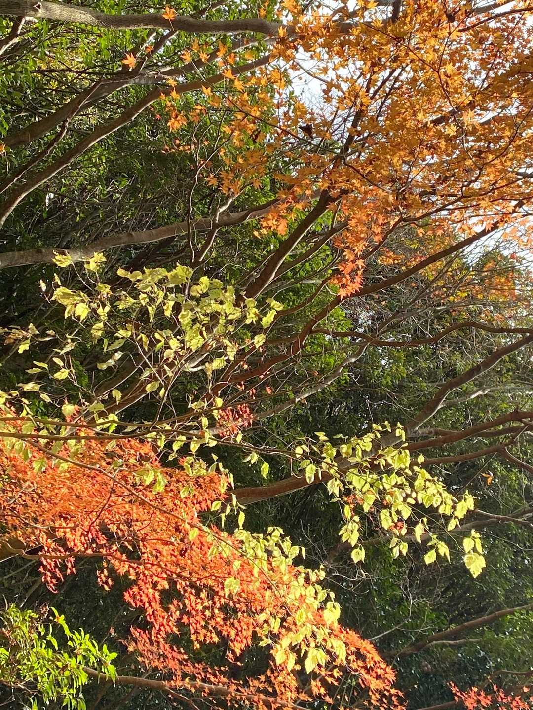 華山 往復コースの写真