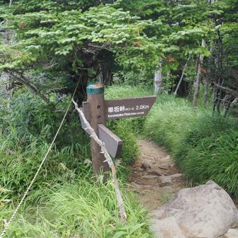 トーミの頭でひと休みして中コースで下山。