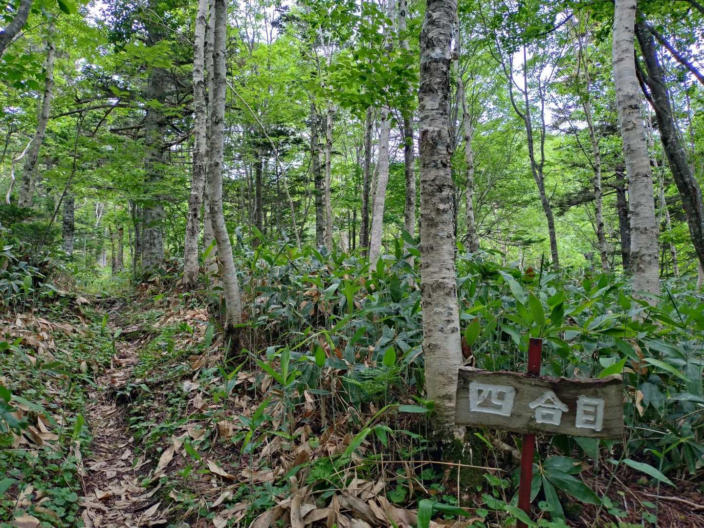 四合目


笹刈りされていて
歩きやすい
登山道