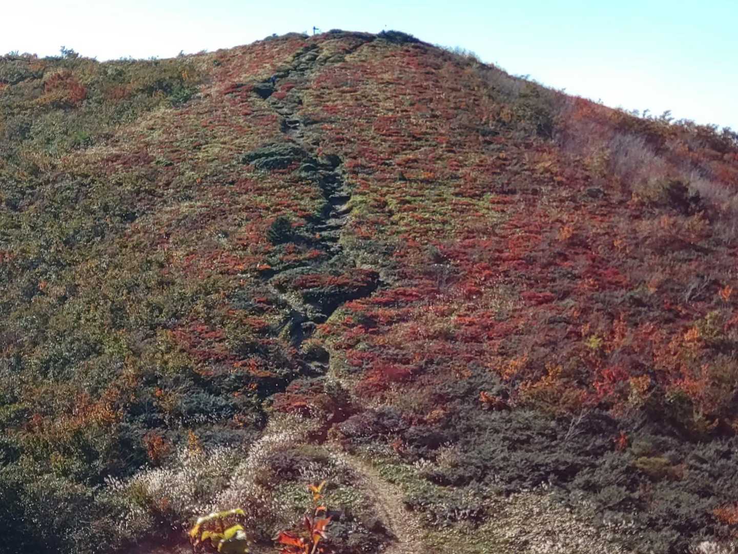 🍁
