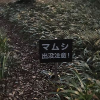 この時期は大丈夫でしょう🐍