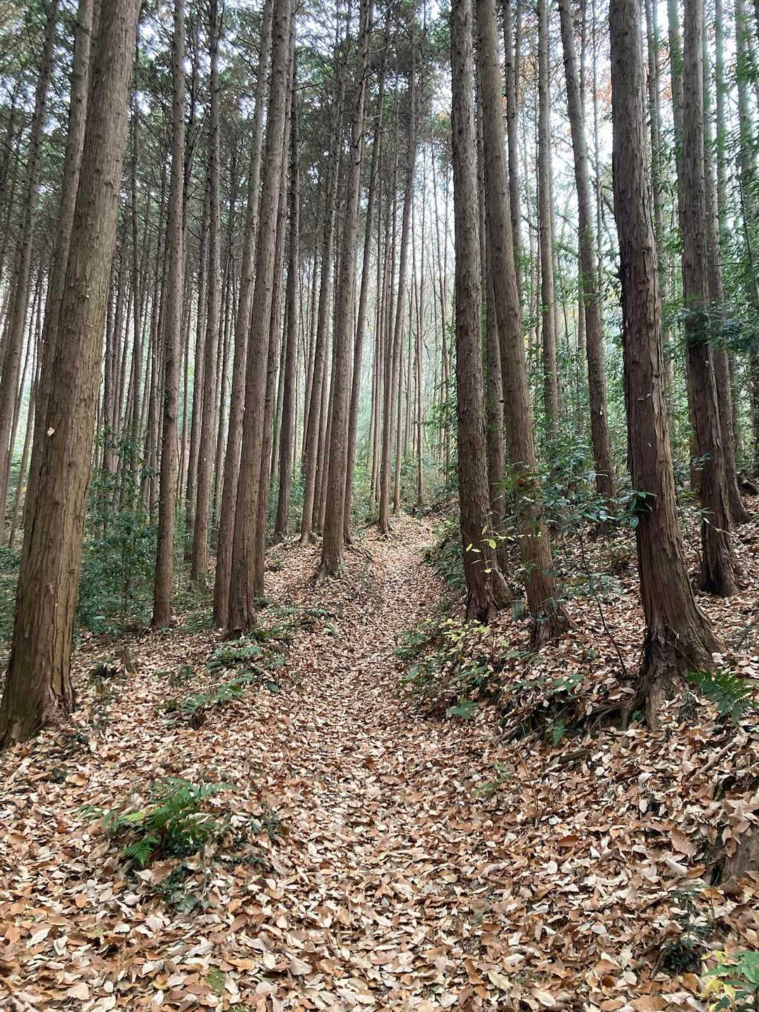 かなり暗い　落ち葉🍂で滑べる