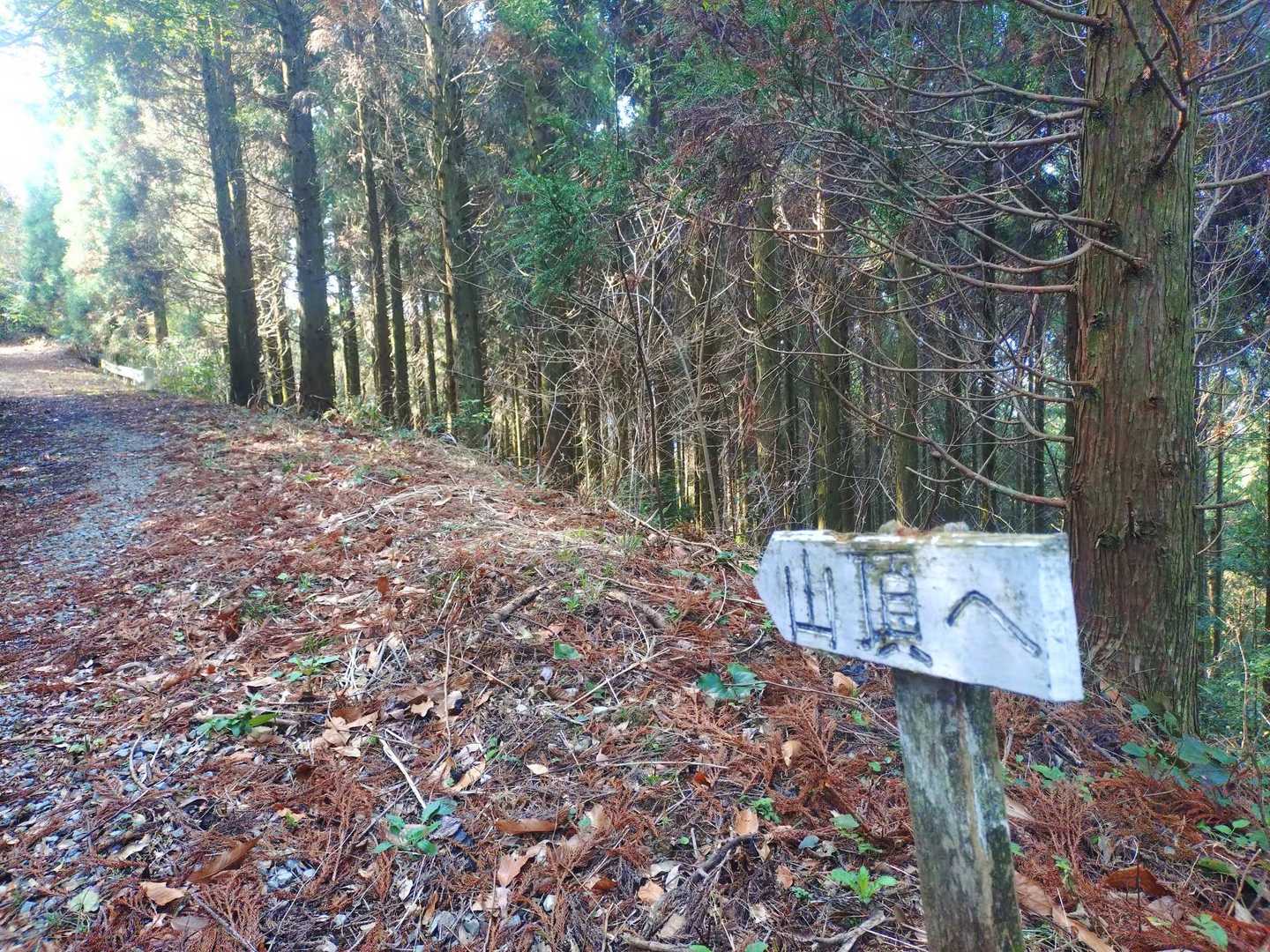 しばらく林道歩き🚶‍♀️