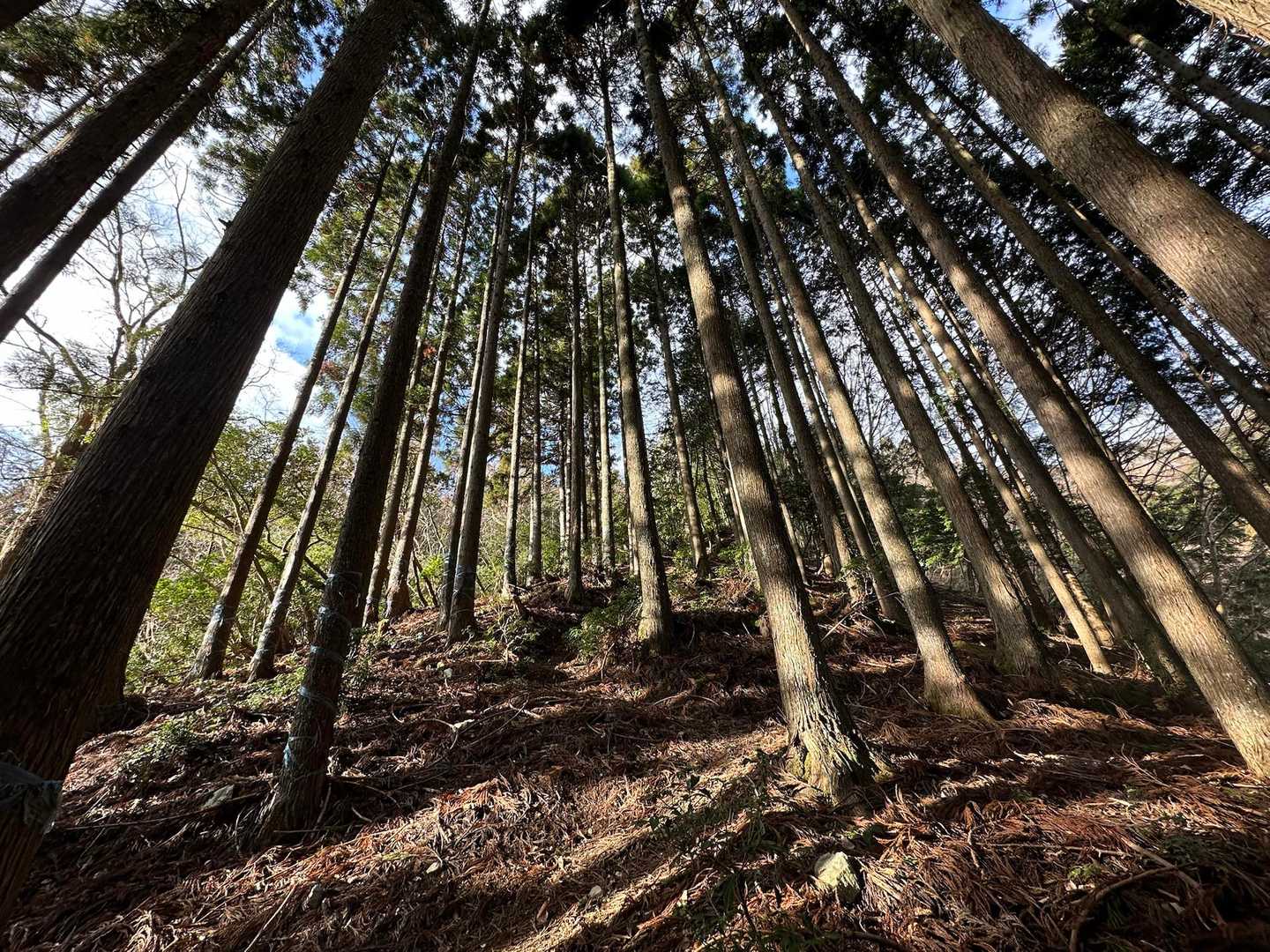 この辺りは雪は全くなかったです🌳✨🤎
登り始めから結構な急登〜😵‍💫💦