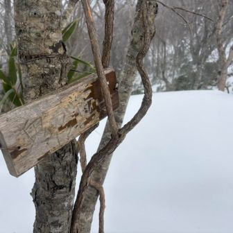 山頂！
この先のピークが最高標高点（本物の山頂？）なのですが、雪が更に深いので今回はやめにしました。
YAMAPのピークが取れれば、それで良い✌️