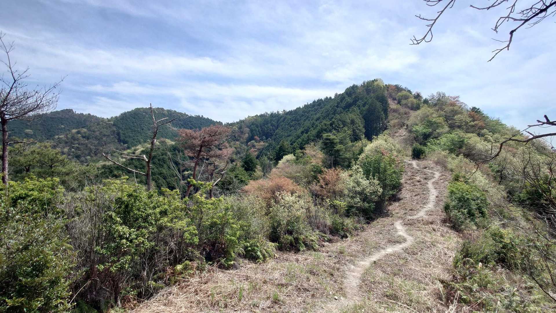 登山道はこのようにハッキリしています。