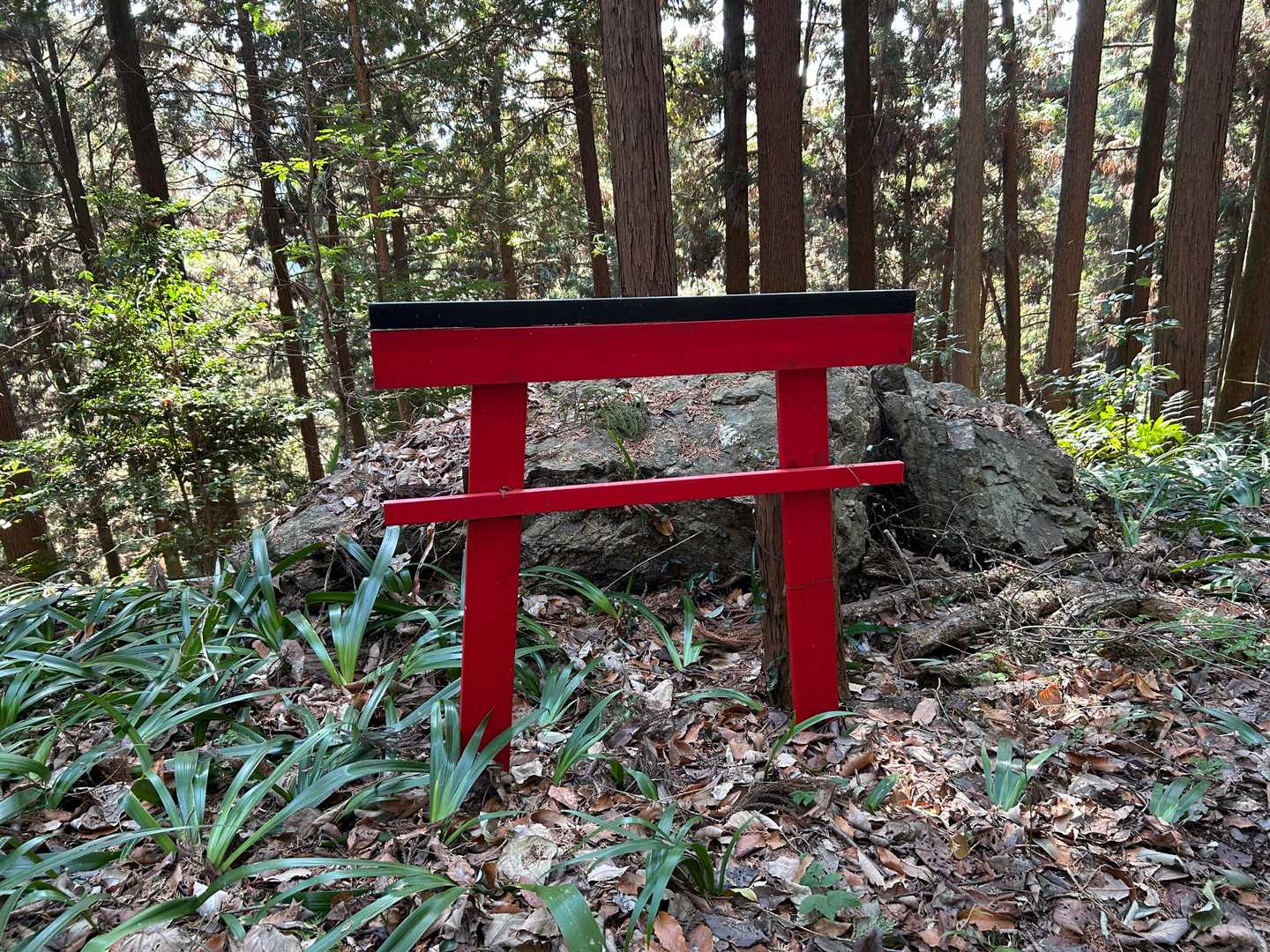 何ヶ所か点在していたこの鳥居はなんだろう？