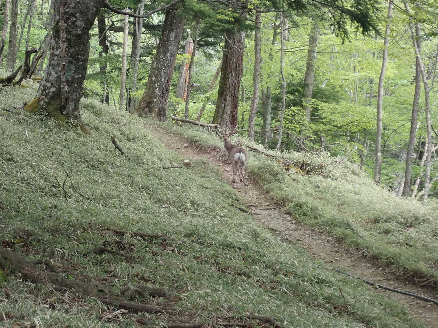 別の鹿かな。何故か逃げませんね。ずっとこちらを見てました。こちらは直進。