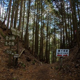 そして江戸の峠越え。昔は大変でしたね。スギ多すぎ。